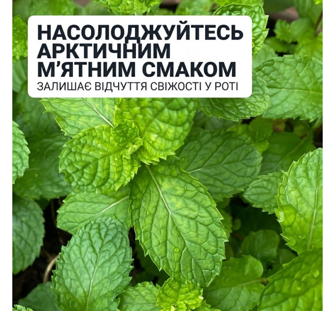 Нікотинова жувальна гумка Amazon Basics Nicotine Polacrilex Gum 4 мг м'ята 310 шт